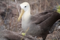 072 Waved albatross 09